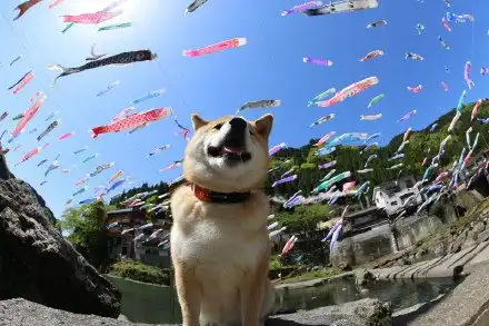  柴斯卡的相册锦鲤