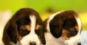  出售纯种沙皮幼犬狗狗品相好健康保证质量保证