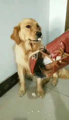  金毛津津有味吃东西,主人拿来这一物,金毛露出表情让人捧腹