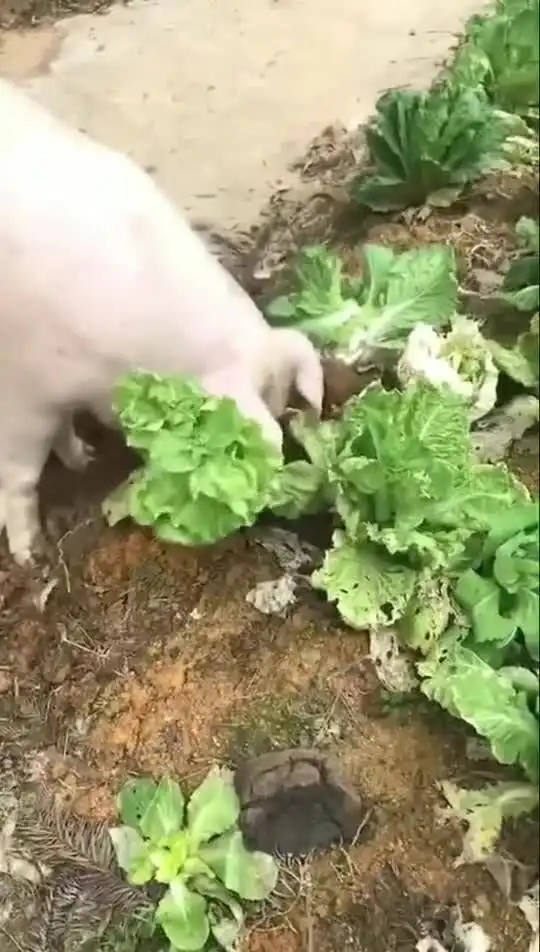 这年头猪拱白菜也看颜值,看不上的直接扔,气焰太嚣张了