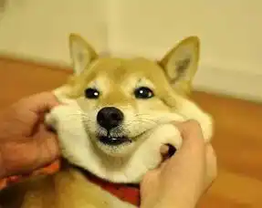  魔性的日本柴犬,彻底动摇了二哈的犬界地位