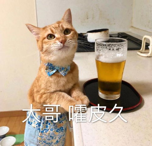  猫咪表情包合集我太难了