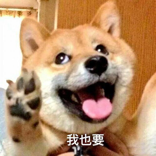  萌宠表情包一起去兜风鸭