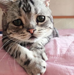  为什么猫咪的眼神如此忧伤世界最可怜的猫走红