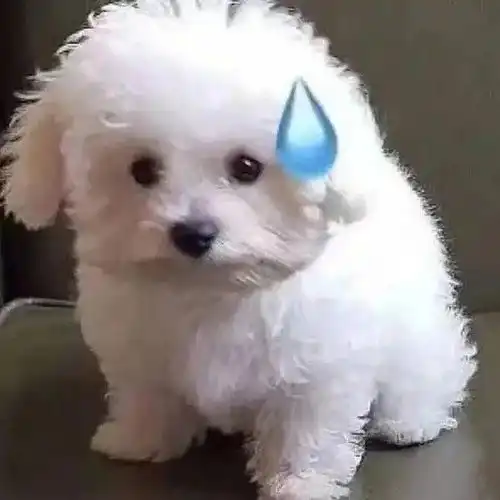 比熊图片表情包小青蛙