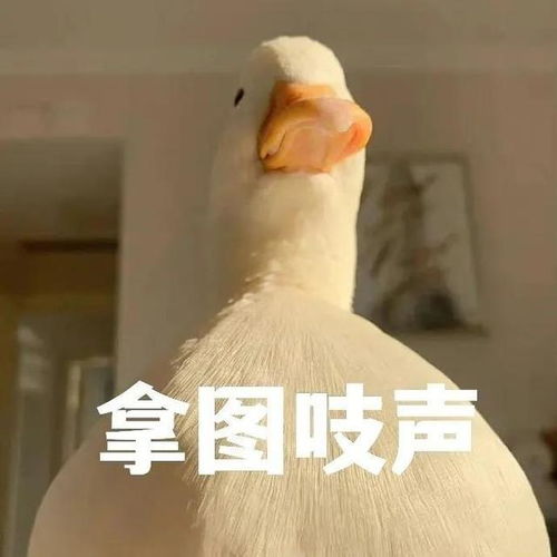  猫猫表情包你失去了和我说话的机会