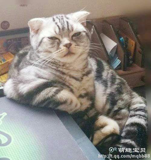 我回来了表情包可爱小仓