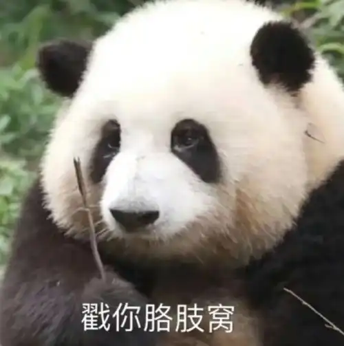  超可爱的熊猫表情包
