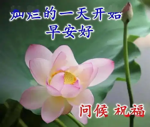  鲜花早上好表情包,祝你心情妙,一生幸福乐逍遥