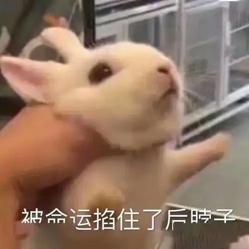  你的驾照到手了吗