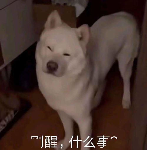  有意思的沙雕表情包