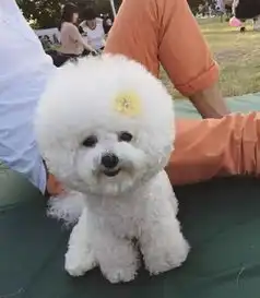  请问,这只比熊你确定不是棉花糖变的