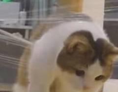  每天都在用的表情包,竟然是个up主