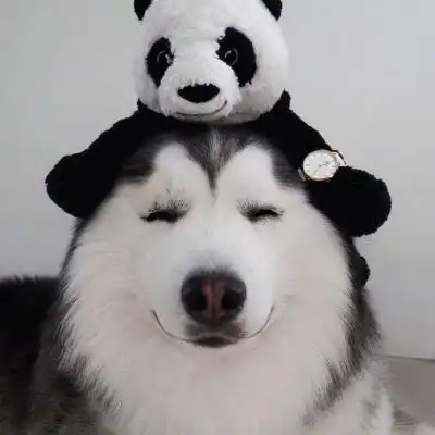 狗头图片表情包哈士奇狗