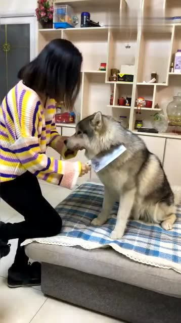  二哈不想被主人亲,当主人拿出神器之后,二哈这表情太委屈了