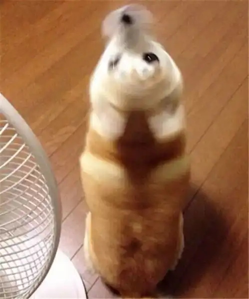  表情帝哈士奇二柴第一个不服