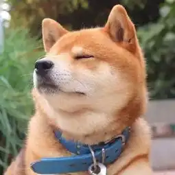 柴犬斜眼表情包学习