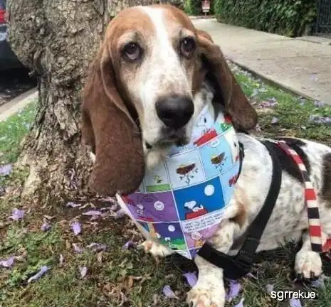  养萌萌的小短脚猎犬,你不得不知道的小知识