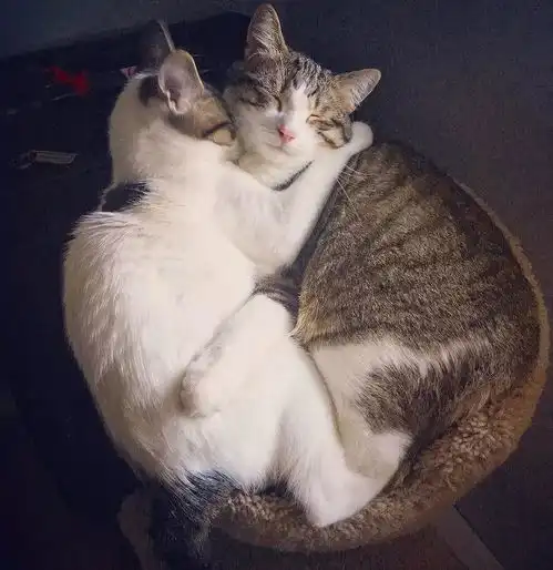  天生一脸小委屈的猫咪来向你讨要小鱼干啦