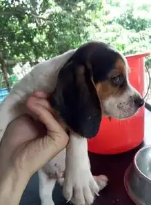  哪里卖纯种比格犬乌鲁木齐比格猎犬多少钱乌鲁木齐猎犬价格