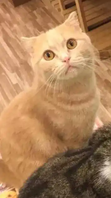  看着主人给其他小伙伴喂食的橘猫,仿佛经历了悲喜两重天