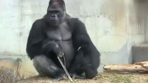  一只逗比的大猩猩,自己玩游戏玩得很嗨,最后的表情亮了