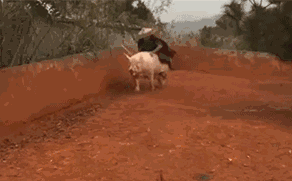 主人摊开手的一瞬间,金毛开始怀疑狗生了  主人摊开手的一瞬间,金毛开始怀疑狗生了