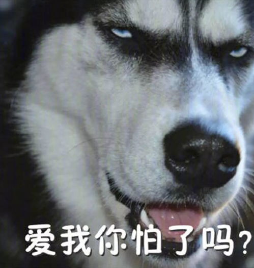 二哈表情包原型香蕉和冬