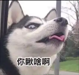 狗头图片表情包哈士奇出