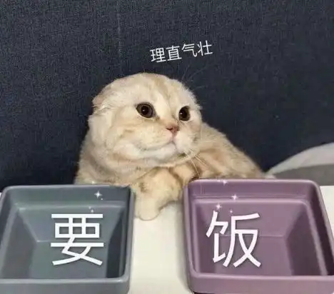 kino猫表情包高考