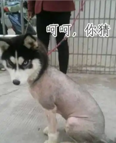  如果养了这么几只哈士奇,那真的是要疯了简直没谁了,还是炖了吧