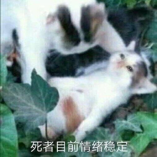  一浪的相册表情包大赏