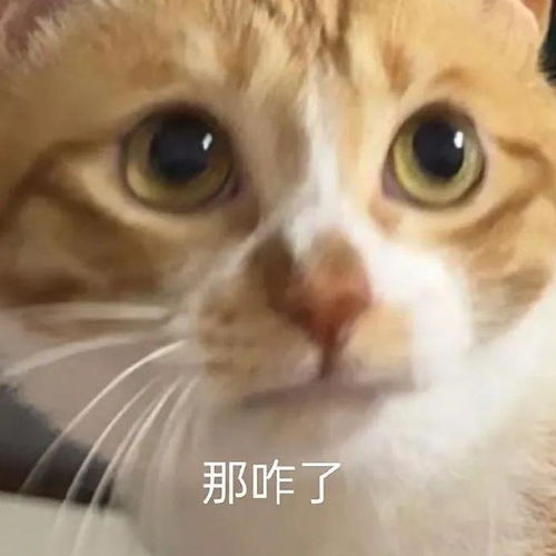  合法但有病的发疯小猫表情包