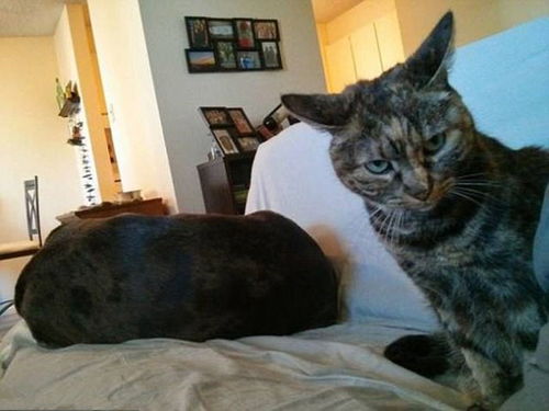 猫狗不和是冤家,其实不尽然,谁是怂包真的不一定