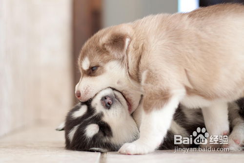  怎样关怀老年犬
