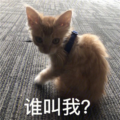  2021聊天少不了的沙雕表情包失去梦想变成小面包