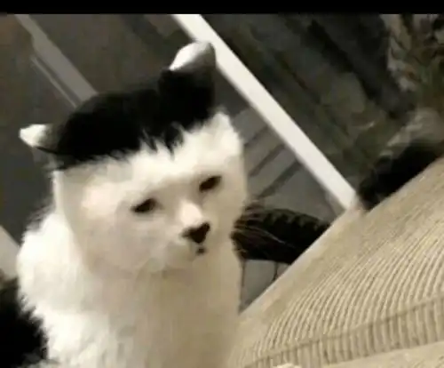  治愈你的不开心外国网友贡献出一大波坏掉的猫猫