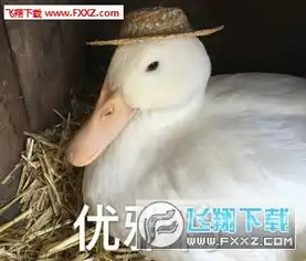 有表情包的软件鸭鸭