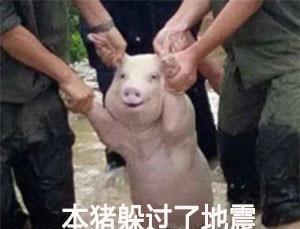 猪打滚表情包搞笑