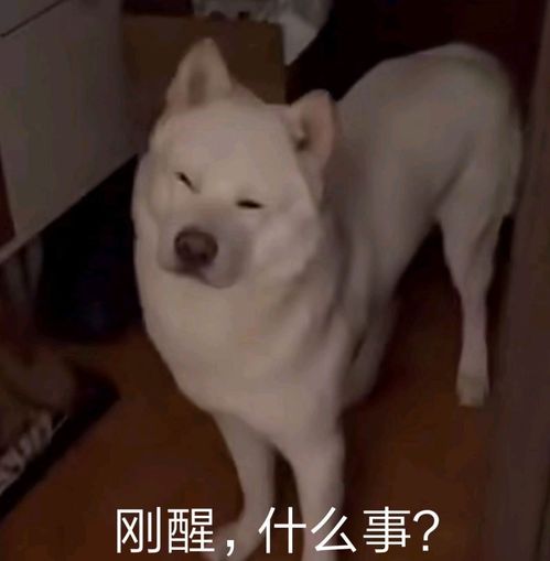 狗头表情包沙雕跳舞