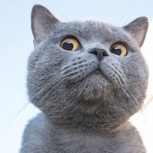  这样的猫咪真少见,眼睛仿佛会说话,蓝猫我是表情包制造商