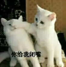 斗图动图表情包猫咪