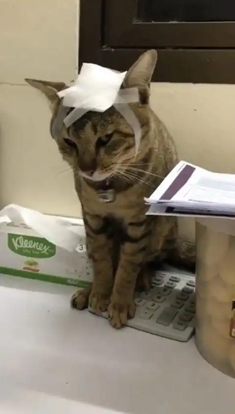  主人刚买回来的兔子,被二哈一口含住头,活活给吓死了