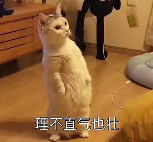  今日份个性沙雕表情包集