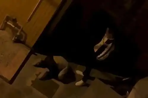跪地求原谅表情包男子