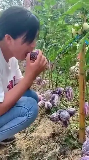  笑死人不偿命我们的人参果成熟了脆甜多汁