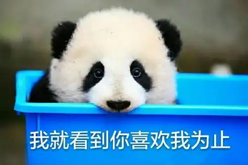  熊猫头是什么,比不上这些熊猫表情来的可爱