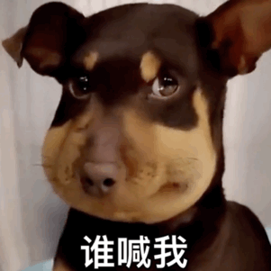  肿脸狗表情包被蜜蜂蛰的狗子可怜无辜委屈丑萌