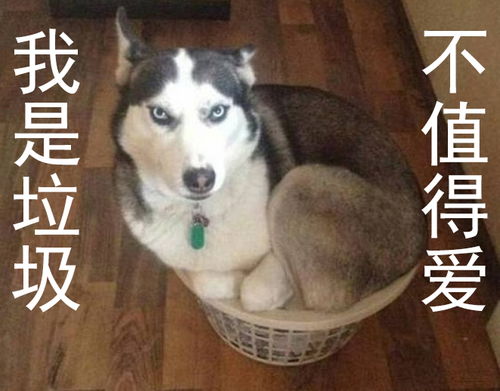  红尘表情包让你们爱啊爱地去酸去吧,我一个狗保持清香就行