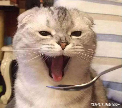 流口水的搞笑表情小猫
